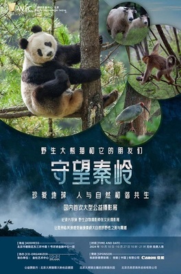 守望秦岭——野生大熊猫和它的朋友们